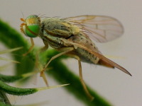 Terellia serratulae, female  1037