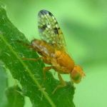 Xyphosia miliaria, male  1067