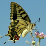 Papilio machaon  1322