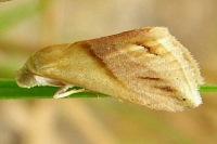 Eublemma cochylioides  1346