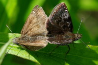Erynnis tages, mating  1440