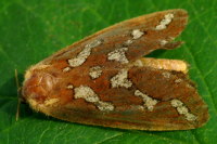 Phymatopus hecta  1557
