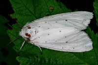 Spilosoma lubricipeda, female  1564