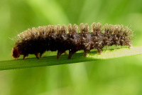 Amata cf. phegea, caterpillar  1794
