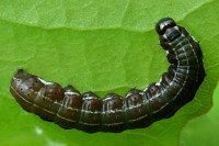Eupsilia transversa, caterpillar  1798