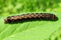 Anorthoa munda, caterpillar  1804