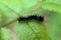 Lymantria monacha, caterpillar  1806