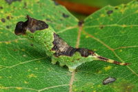 Furcula bifida, caterpillar  1811