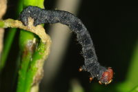 Erannis defoliaria, caterpillar  1856