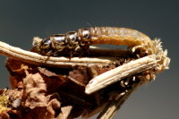 Sterrhopterix cf. fusca, caterpillar  1868