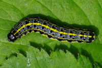 Orthosia miniosa, caterpillar  1874