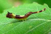 Cerura sp., caterpillar  1879