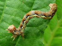 Erannis defoliaria, caterpillar  1882