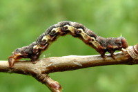 Erannis defoliaria, caterpillar  1883
