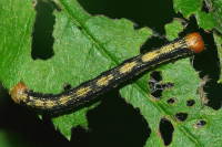 Agriopis aurantiaria/marginaria, caterpillar  1884