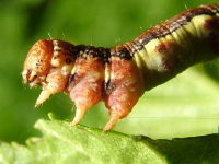 Erannis defoliaria, caterpillar  1950