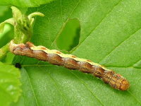 Erannis defoliaria, caterpillar  1951