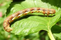Erannis defoliaria, caterpillar  1952