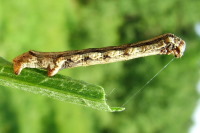 Erannis defoliaria, caterpillar  1988