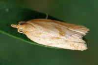 Clepsis coriacanus  1991