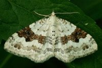 Xanthorhoe montanata, female  2006