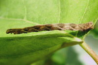 Eupithecia sp., caterpillar  2070