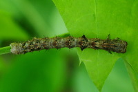 Apocheima hispidaria, caterpillar  2165