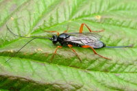 Ichneumonidae, weiblich  2262