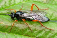 Ichneumonidae, weiblich  2263