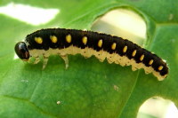 Tenthredo cf. mandibularis, larva  2267