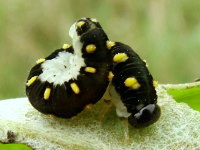 Tenthredo cf. mandibularis, larva  2268
