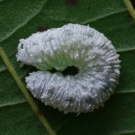 Eriocampa sp., larva  2297