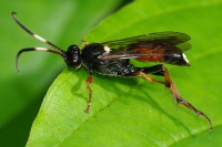 Ichneumon cf. albiger, female  2358