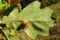 Cynips longiventris, plant gall  2407