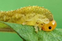 Tenthredo cf. livida, larva  2544