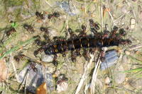 Macrothylacia rubi, caterpillar  2583