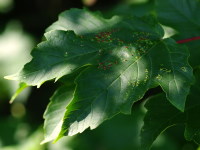 Aceria cephalonea, plant galls  2596