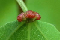 Eriophyes diversipunctatus, plant gall  2633