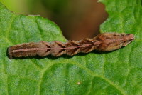 Timandra comae, caterpillar  3336