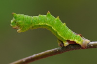 Geometra papilionaria, caterpillar  3360