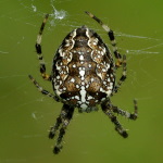 Araneus diadematus, female  3465