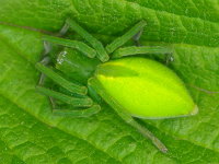 Micrommata virescens, weiblich  3485