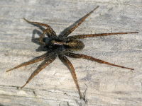 Pardosa sp., männlich  3488