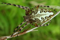 Aculepeira ceropegia, female  3511