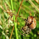 Araneus diadematus, male + female  3512