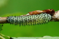 Periclista albida, larva  3562