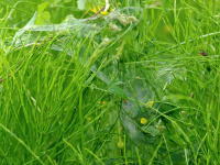 Agelena labyrinthica, spider web  3607