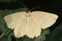 Angerona prunaria, female  3693