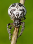 Larinioides sp., female  3704