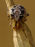 Phylloneta impressa/sisyphia, female  3718